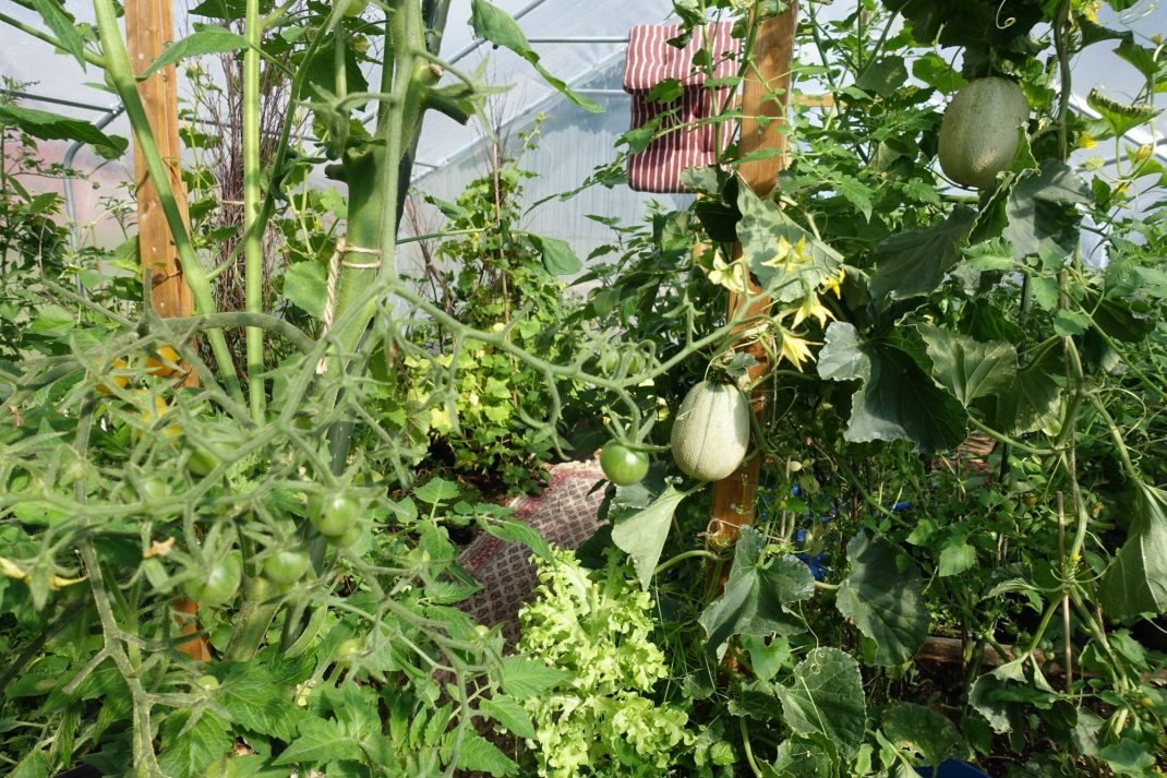 I taket hänger trädgårdsdynor på tork efter regnväder. Melonerna mognar. Ettåringen och jag har som rutin att känna på strukturen på melonerna varje dag, är inte det livskvalitet så säg!?!