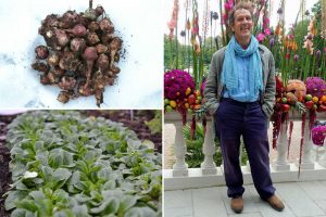 Bildkollage med Monty Don och vintergrönsaker.