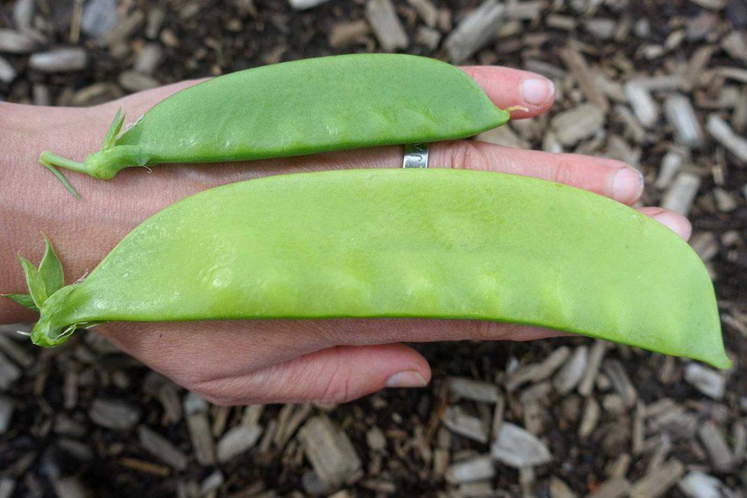 En hand med två sockerärter i olika storlekar. Den ena är drygt 15 cm lång.