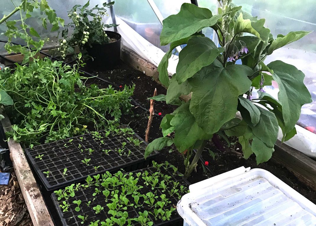 En bild på odlingsbädd med aubergine och mängder med plantor i pluggbrätten.