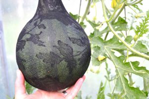 En svart melon i nätstrumpa.
