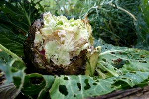 Ett jättefult och ruttet huvud av vitkål.