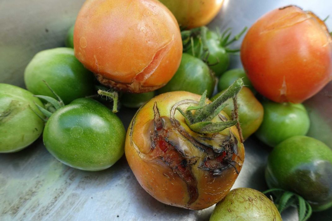 skruttiga tomater, både röda och gröna