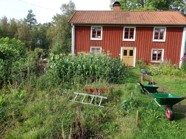 En övervuxen del av trädgården framför huset.