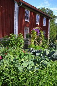 Frodig kålodling framför ett rött trähus.