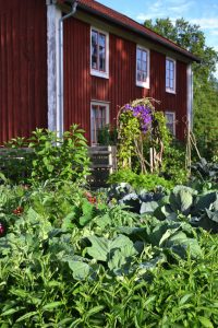 Frodig kålodling i olika färger framför ett rött trähus med blå himmel bakom. I en portal blommar det i lila.