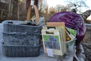 Tråg med jord, fröpåsar och ett rödkålshuvud.