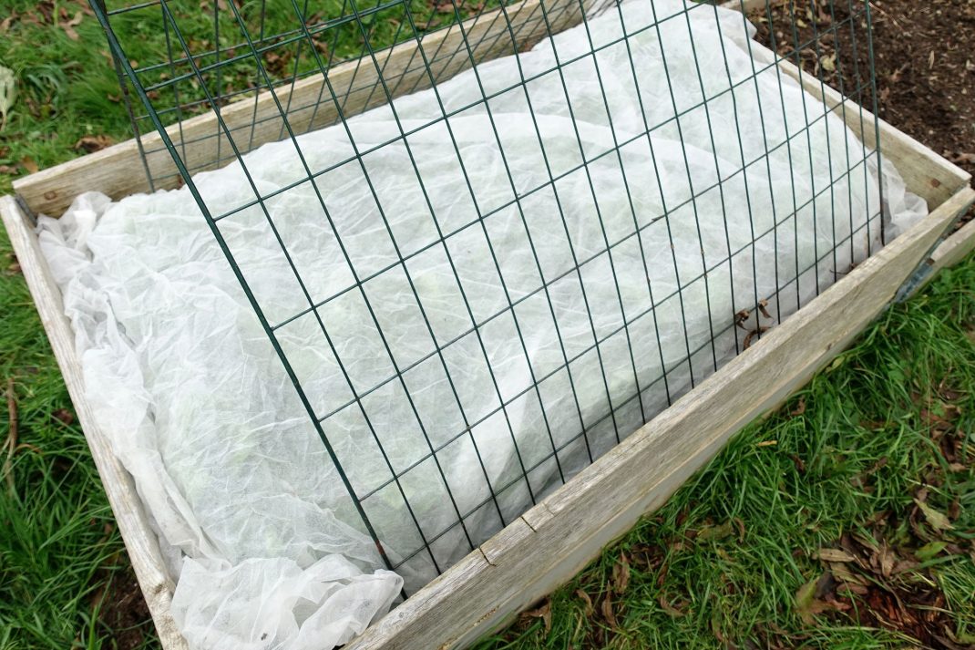 En pallkrage täckt med kompostgaller och fiberduk. A pallet collar bed with mesh wire panels and plant cover. 