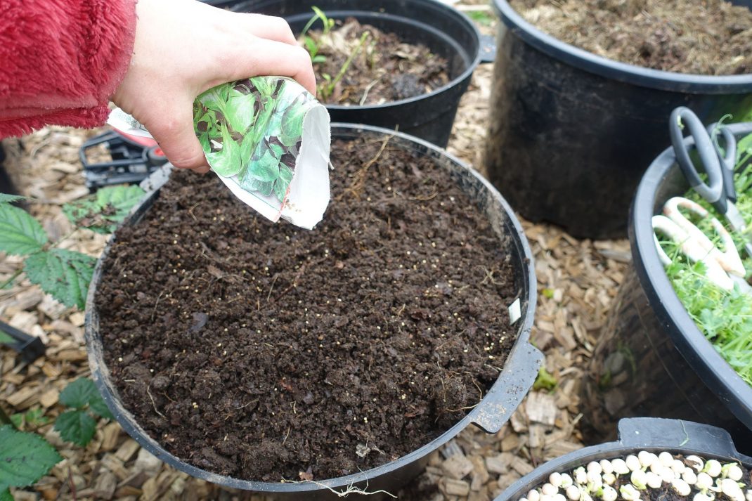 En kruka med jord som jag sår i. Sowing new seeds in fall, a pot with seeds. 