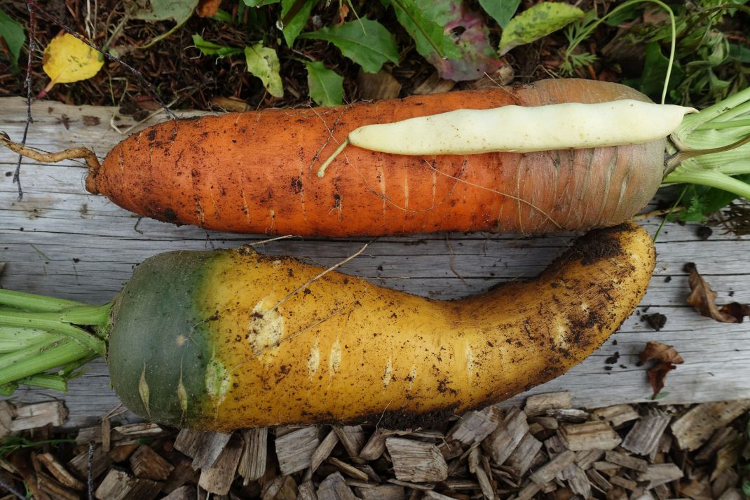 Morötter med en vaxskärböna på. Fertilizing carrots, large carrots and a bean pod 