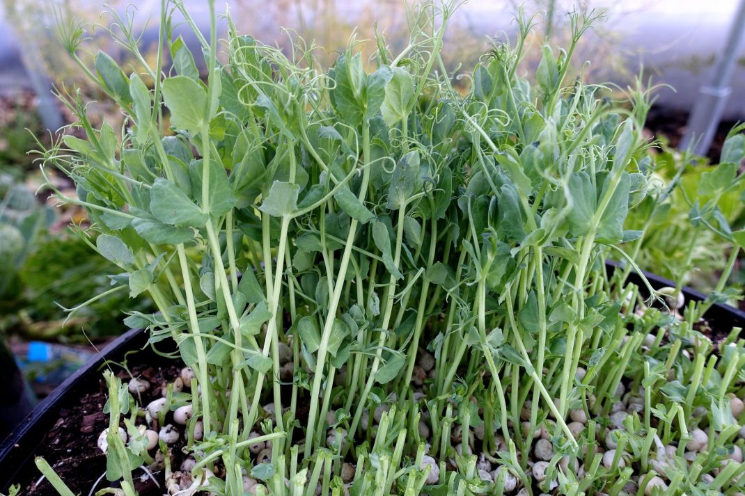 Close-up of pea shoots.