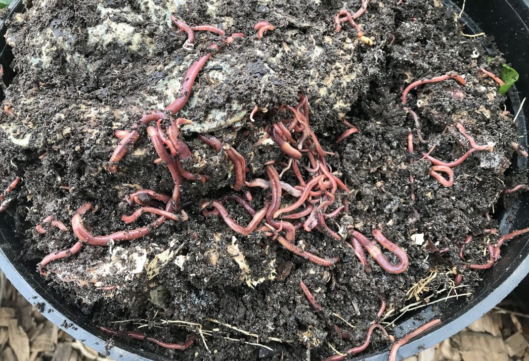 En kruka fylld med jord och mask. A pot filled with earthworms and soil 