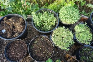 Stora krukor sedda ovanifrån.