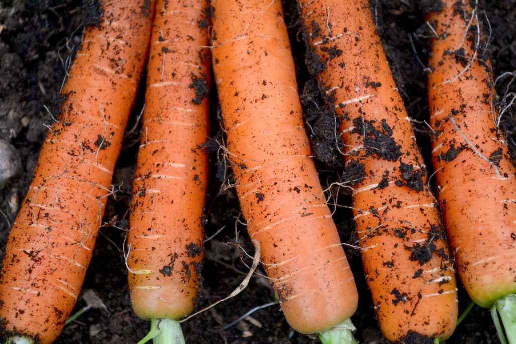 sow in November, carrots