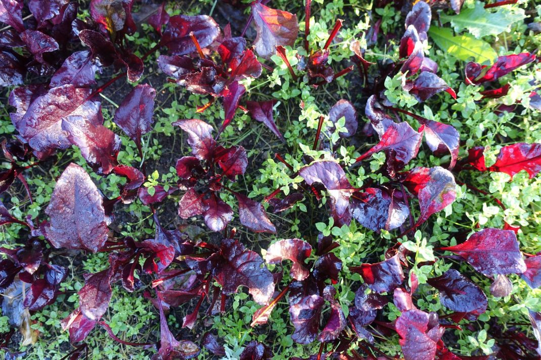 En tät plantering av röda blad, sedd ovanifrån.