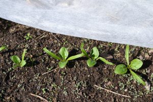 Små plantor av spenat tittar fram ur jorden bredvid en vit fiberduk.