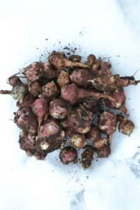 Jordiga, nyskördade jordärtskockor ligger på snön.