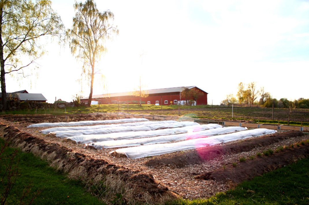 Odlingsbäddar täckta med vit duk framför en röd byggnad på Rinkaby gård.