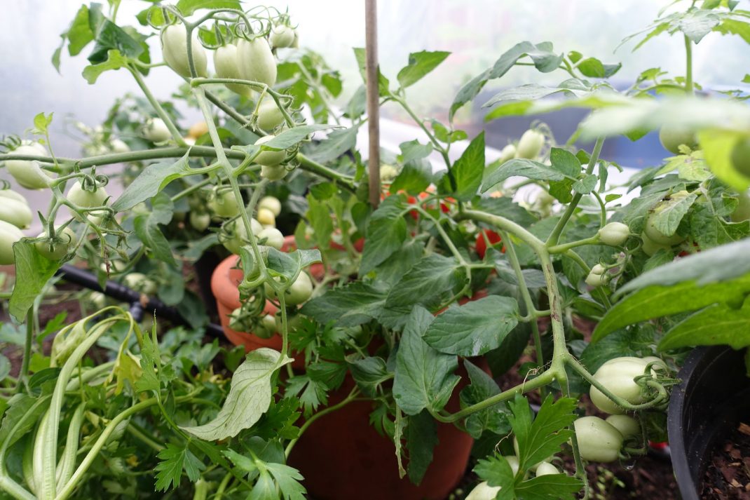 Tomatplanta i kruka. 