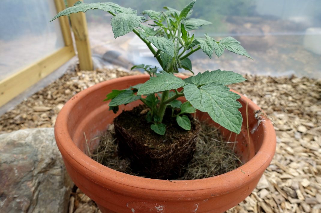 En tomatplanta placerad i kruka. 