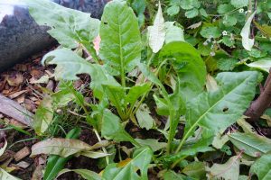Perpetual spinach