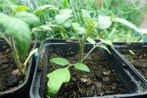 I en fyrkantig, svart plastkruka står en liten tomatplanta.