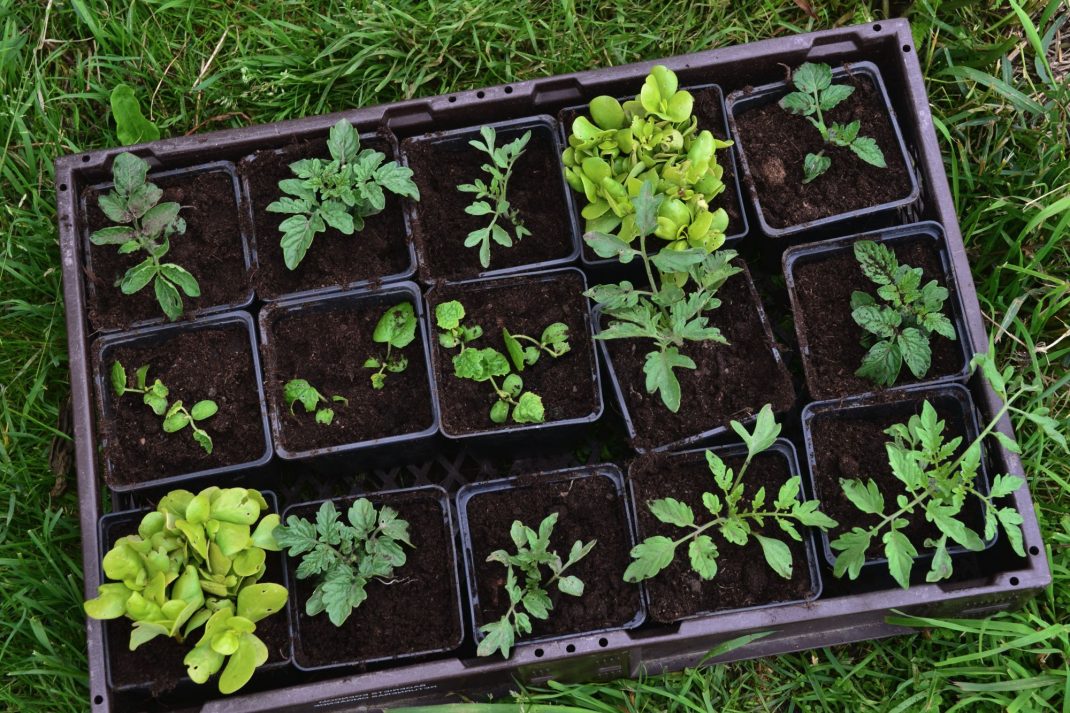 En back med femton plantor av tomat och trädgårdsportulak.