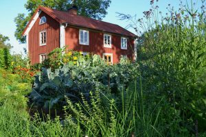 En bild på Skillnadens Trädgård i full sommarskrud, med bland annat kålplanteringar och jätteverbena framför det röda trähuset.