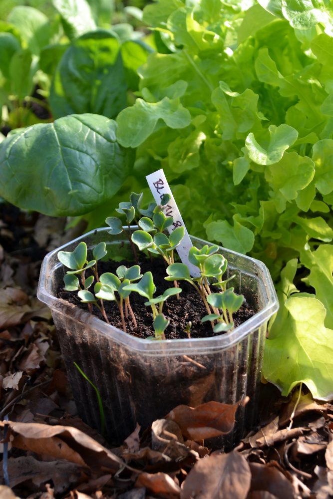 Ett litet plasttråg fyllt av små hjärtblad framför en frodigt grön sallatsbädd.
