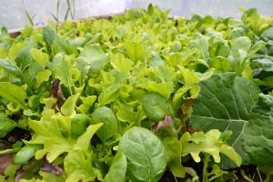 En matta av bladgrönsaker i olika nyanser av grönt och rostrött.