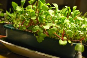 Ett litet tråg med gröna blad står under full belysning.