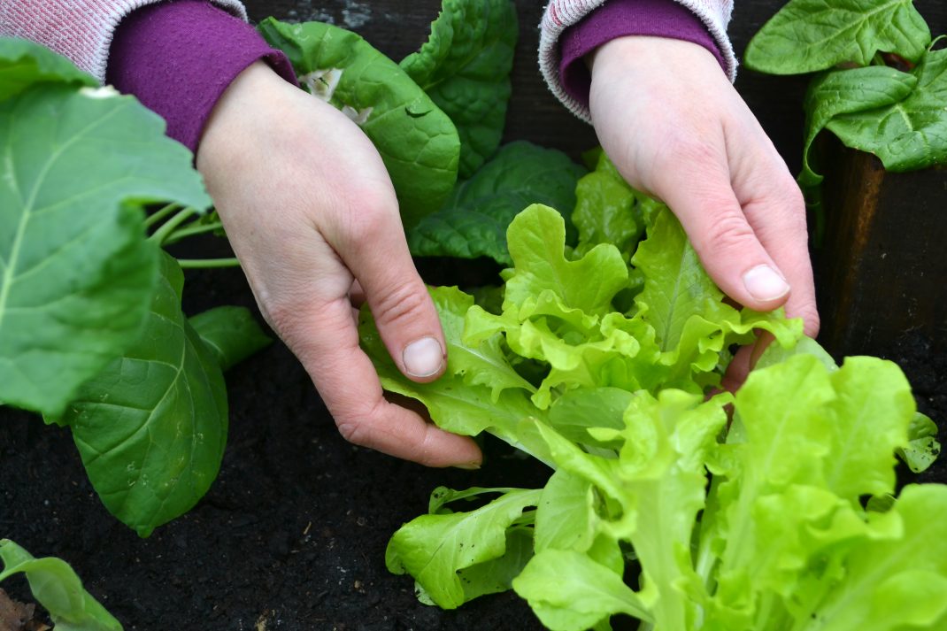 Två händer håller i ljustgröna och väldigt krispiga sallatsblad över mörk jord.