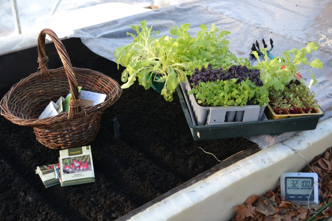 På en varmbänk står en korg med fröer och brickor av massor av försådda småplantor. I den svarta jorden är det uppdraget linjer.