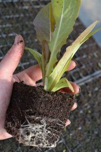 En liten planta av rödaktig sallat rotat väl en kompakt kub av jord hålls i en hand.