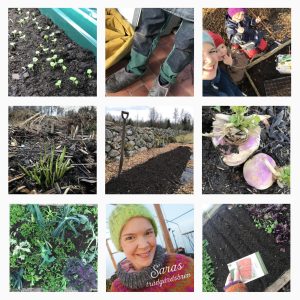 Ett kollage av nio bilder från Instagram. Jordiga byxor, nyss grodda plantor, majrovor i jorden och morotssådd syns bland annat.