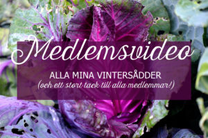 Bild på röd spetskål med text: medlemsvideo