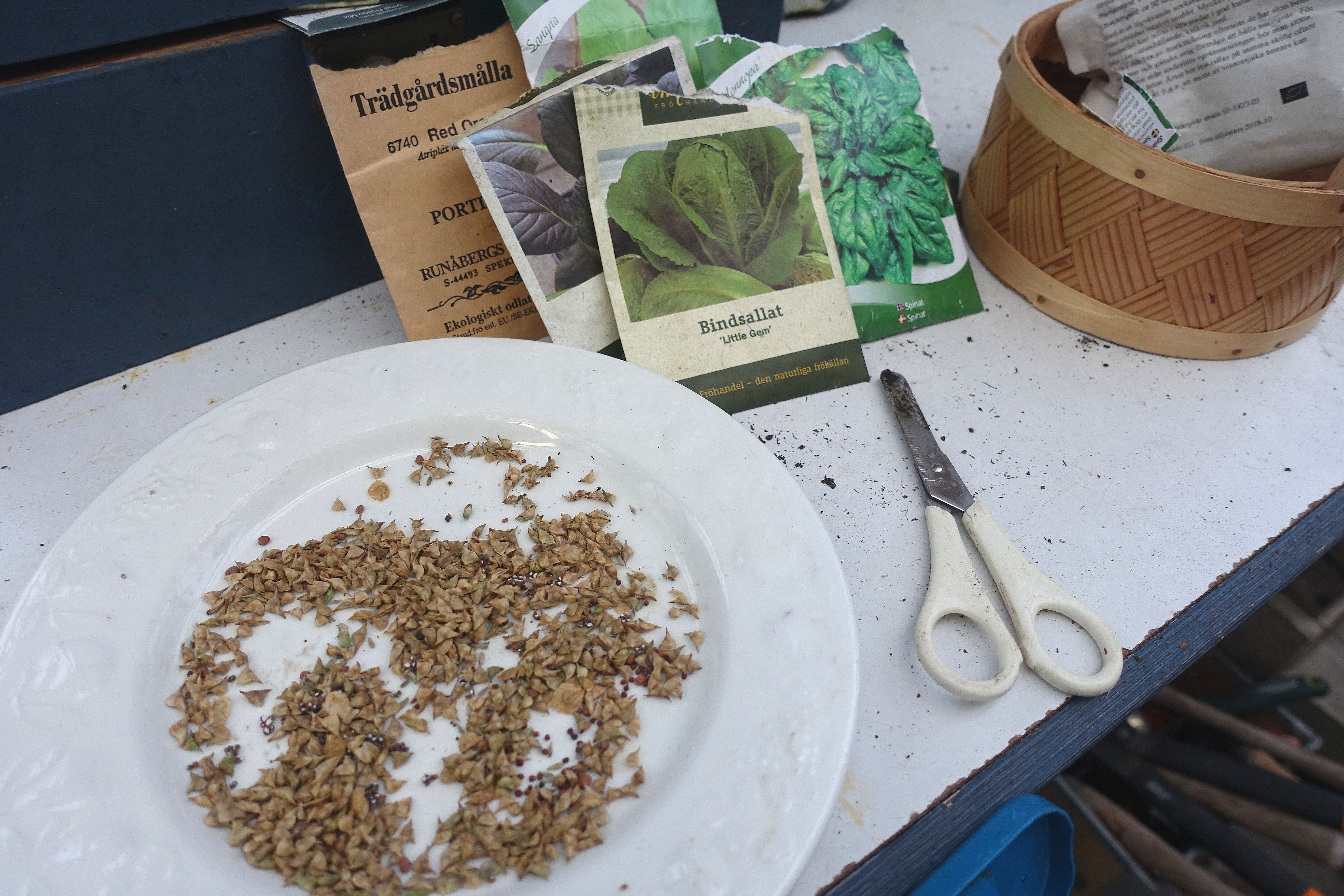 Fröpåsar på en bänk och en tallrik med fröer på. Wintersowing, seedpackets.