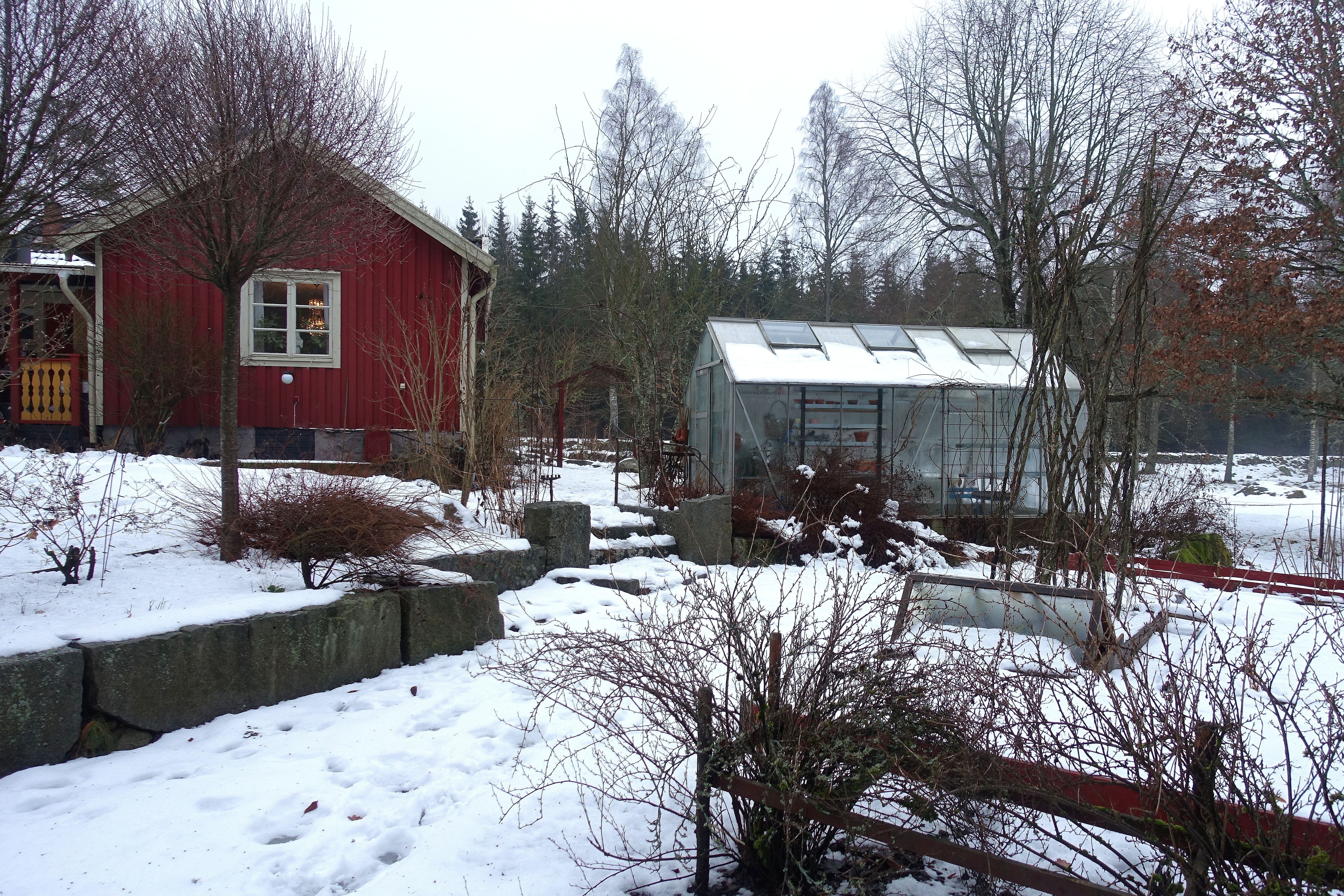 En vintrig trädgård med bostadshus och växthus. Wintersowing, house and greenhouse.
