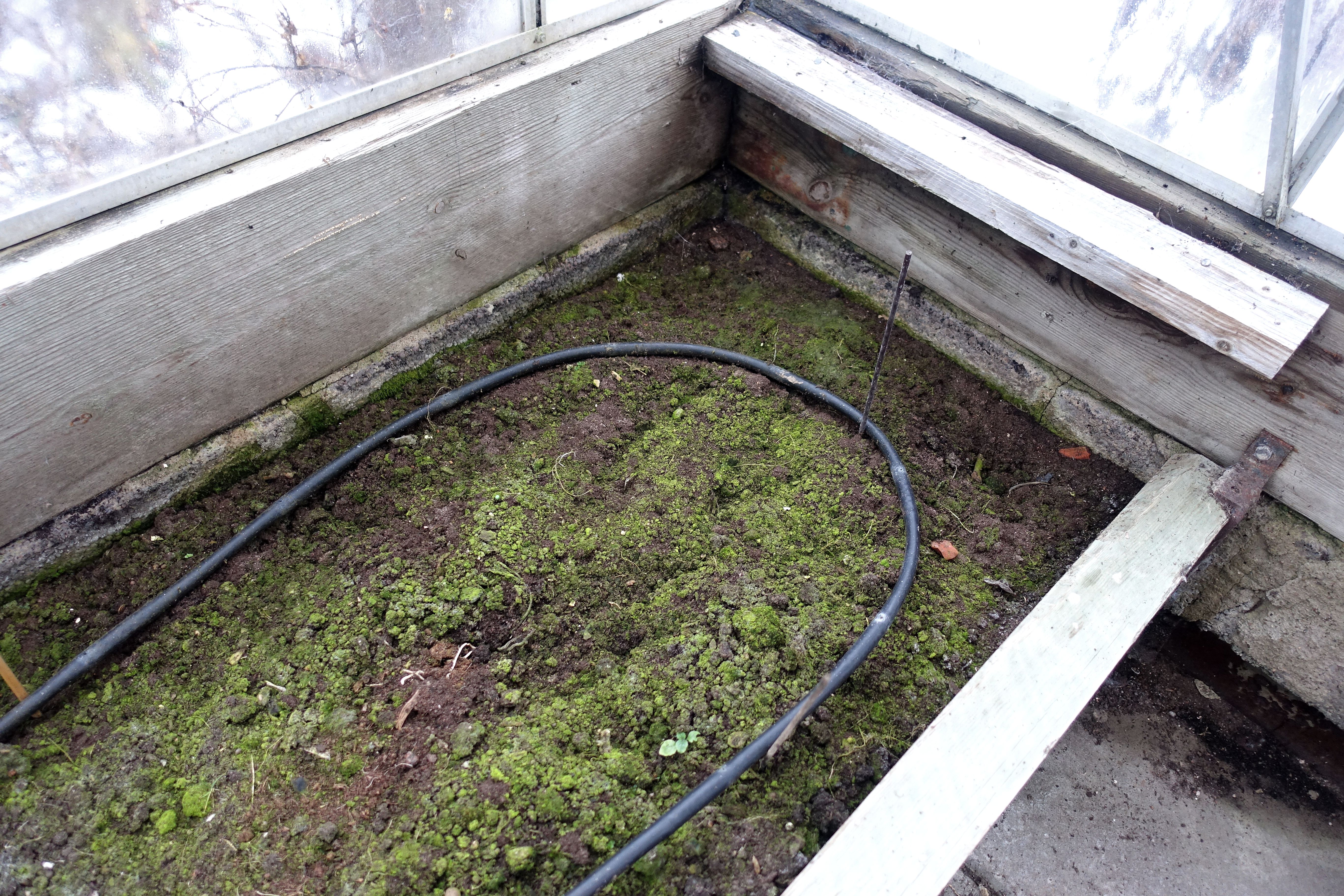 En odlingsbädd i växthus med lite mossa på.
