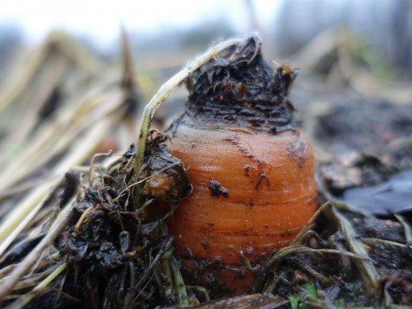 Närbild på en morot som sticker upp ur jorden på vintern.