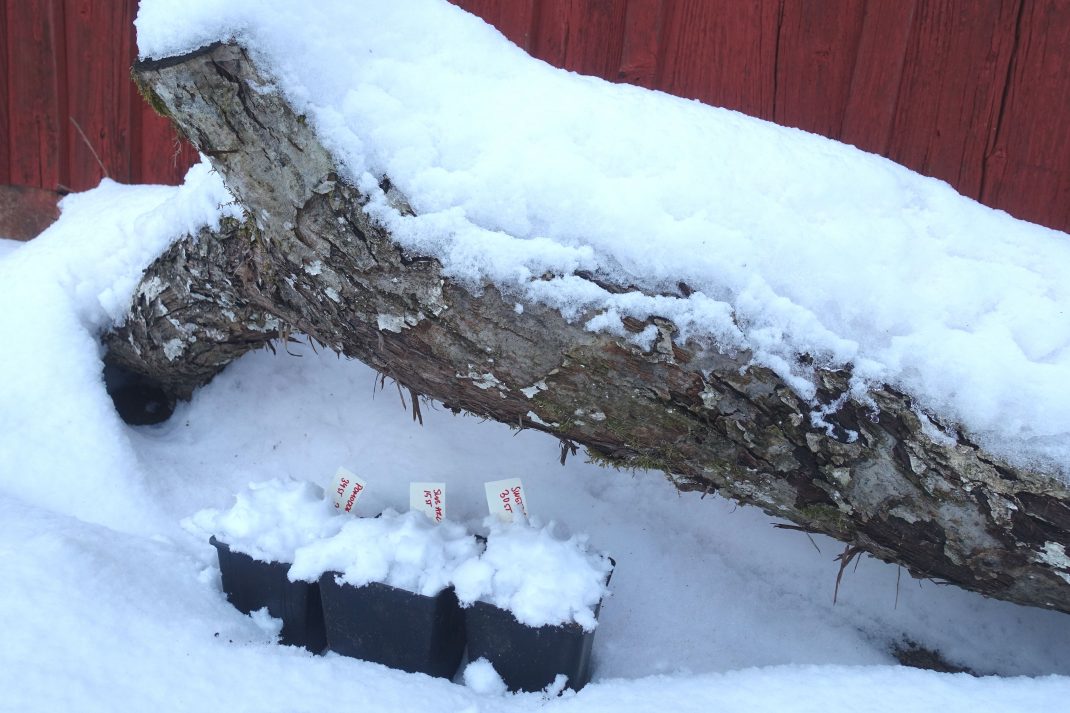 Krukor som står i snö under en stor trädgren.