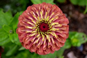 Närbild av en fullt utslagen zinnia, med an varm rosa-orange färg i ytterkant som blir ljusagul längre in och en blodröd mittpunkt.