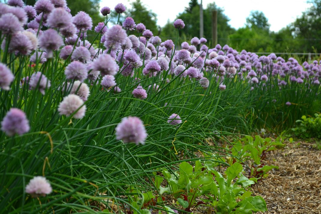 En rad av vackert blommande gräslök framför små gröna blad.
