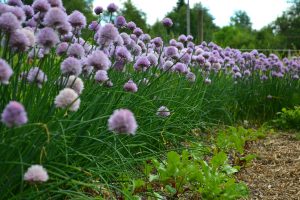 En rad av vackert blommande gräslök framför små gröna blad.