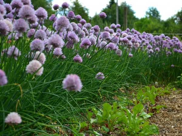 En rad av vackert blommande gräslök framför små gröna blad.