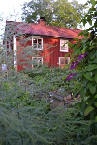 Saras röda trähus bakom en sky av sparrisplumer och lätterväxter med lila blommor.