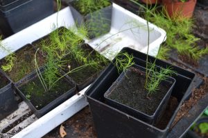 Mindre sparrisplantor i fyrkantiga krukor planteras om i liknande krukor som är lite större.