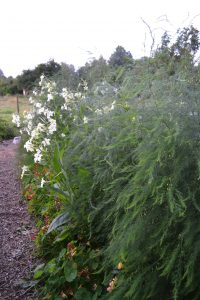 I en lång rad står svepande sparrisplantor bredvis vita och orangea blommor.