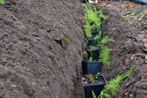 I en grävd ränna i lannet står sparrisplantor uppradade i väntan på plantering.