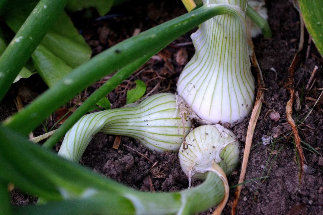 Ett kluster av vita, små lökkroppar med grön blast.